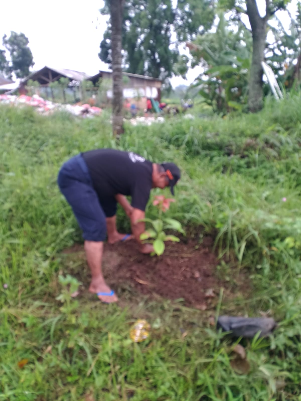 jum,at 3februari 2023 kegiatan hari ini menanam pohon disekitar TPS3R dalam rangka menjaga keasrian lingkungan dan ketersedian udara yang bersih