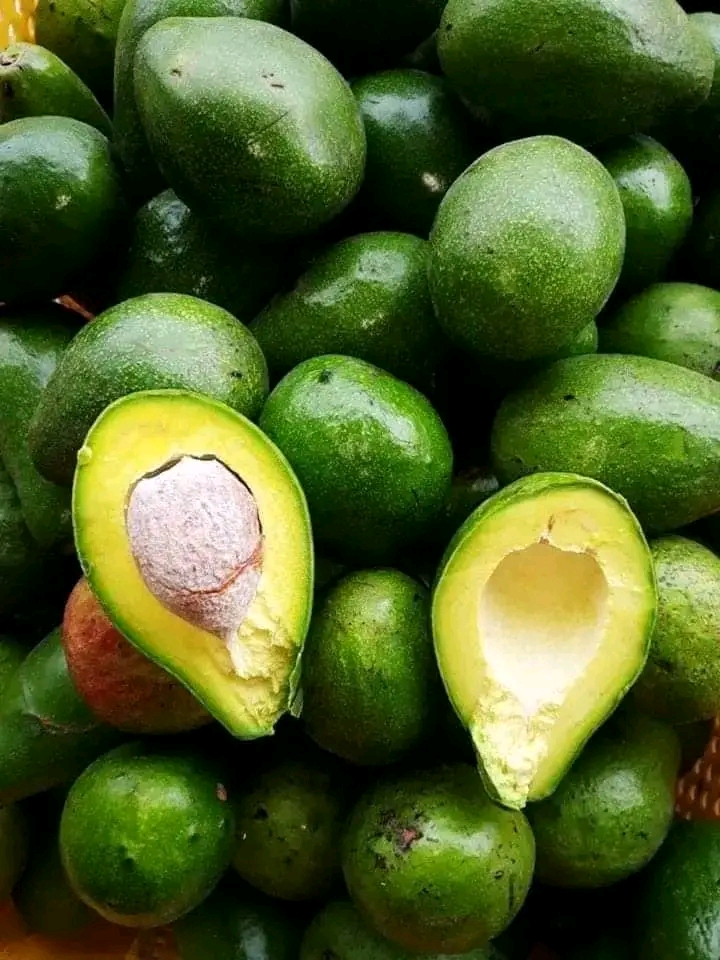 ALPOKAT MENTEGA SUMBERSAWIT