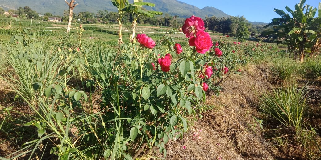 BUDIDAYA BUNGA MAWAR PETANI SUMBERSAWIT