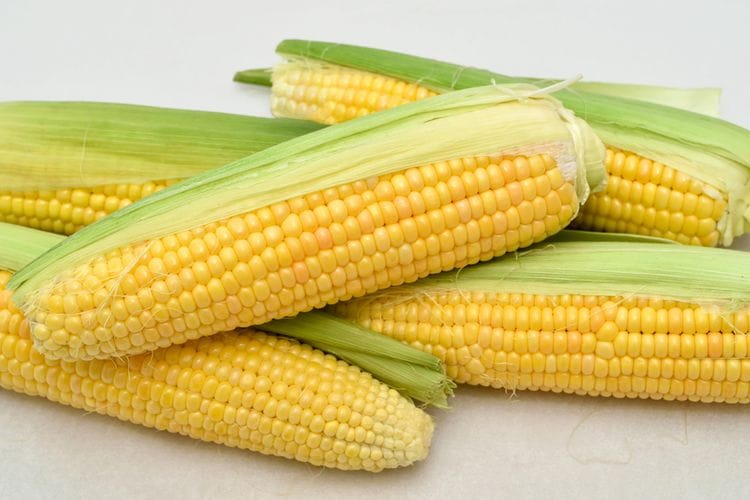 BUDIDAYA JAGUNG MANIS 