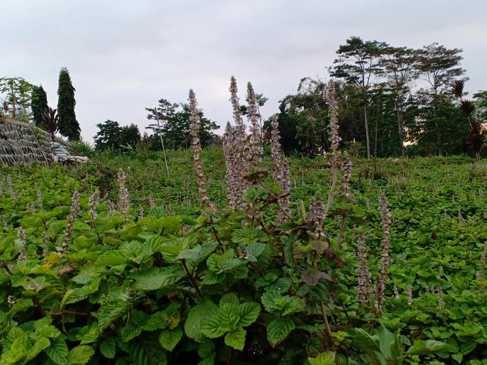BUDIDAYA JANGGELAN ATAU CINCAU HITAM PETANI SUMBERSAWIT