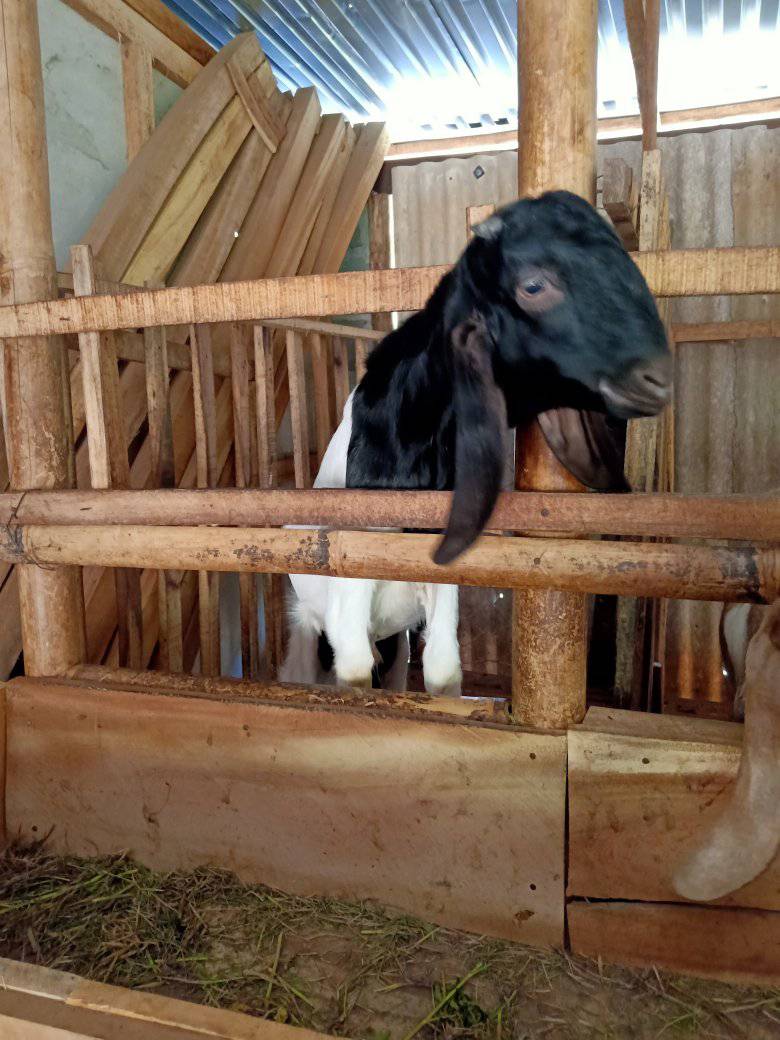 BUDIDAYA KAMBING DESA SUMBERSAWIT