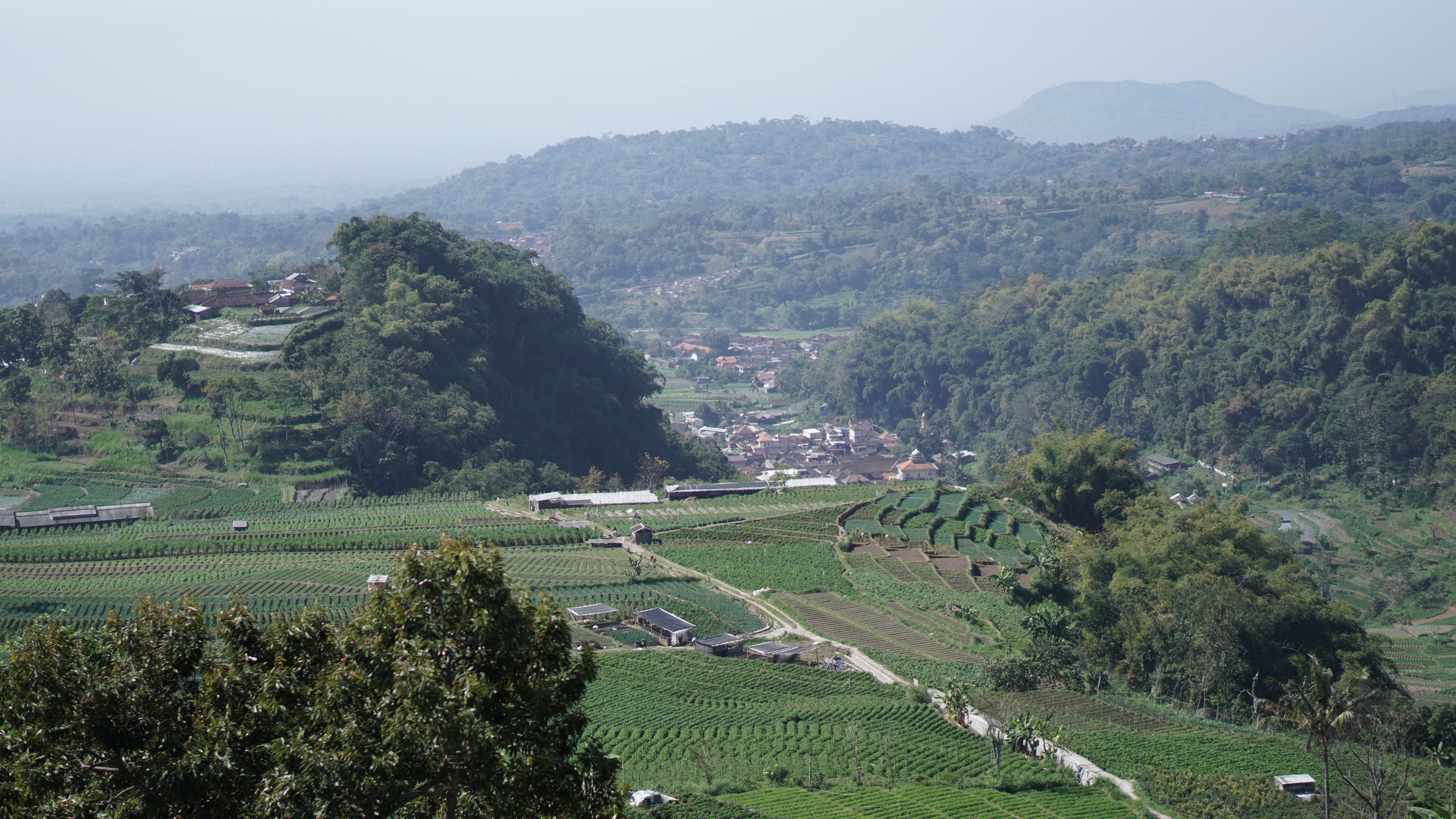 Lansekap Sawah Desa Puntukdoro