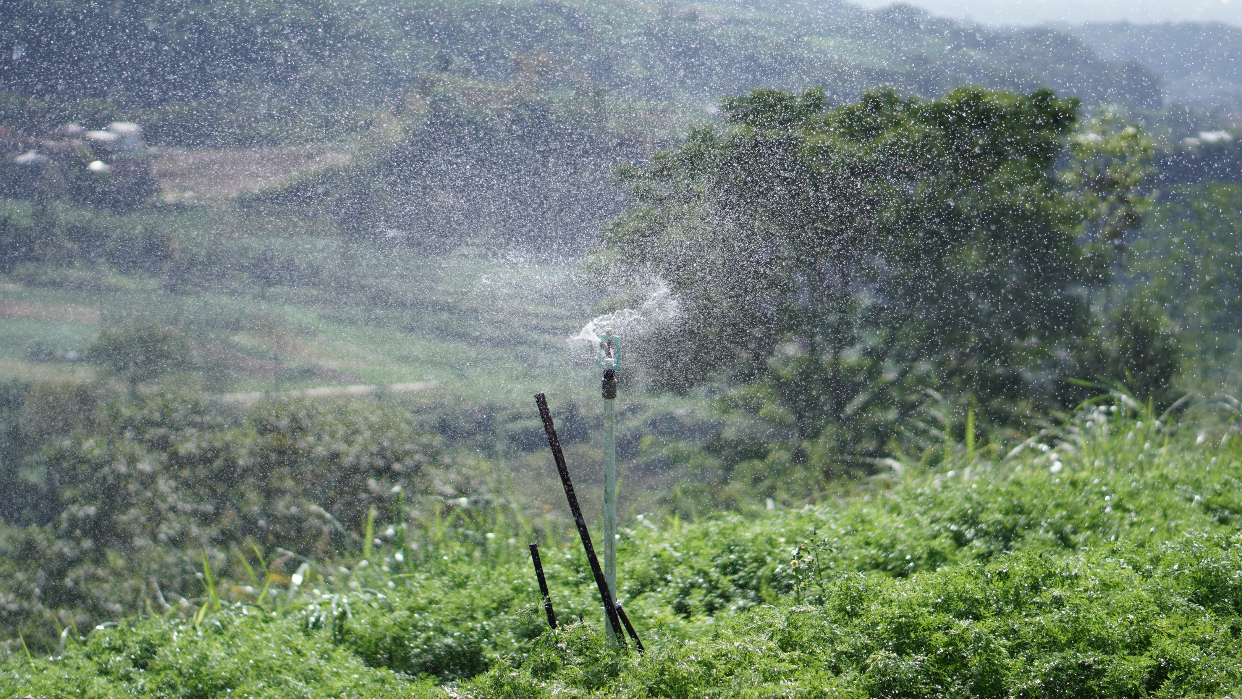 Sprinkle di Persawahan Desa Puntukdoro