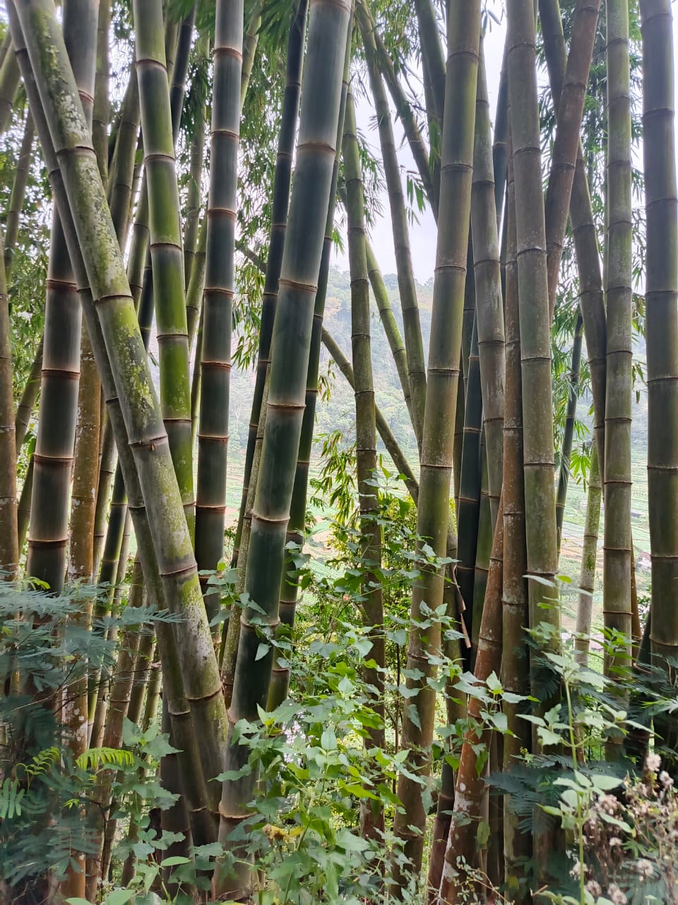 Bambu di Turunan Dukuh Ngrejeng