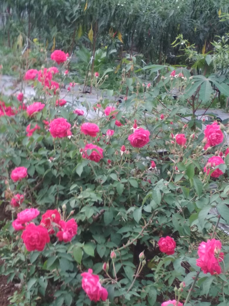 SENTRA BUNGA MAWAR SUMBERSAWIT