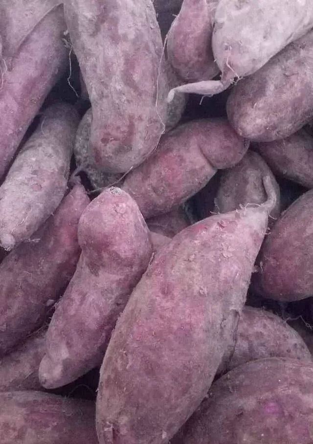 UBI JALAR UNGU KHAS SUMBERSAWIT